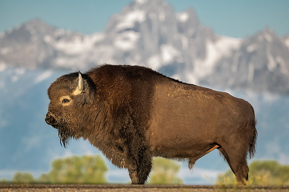 Poser.  Bull Bison and Grand Tetons at Sunrise.  June 2021.