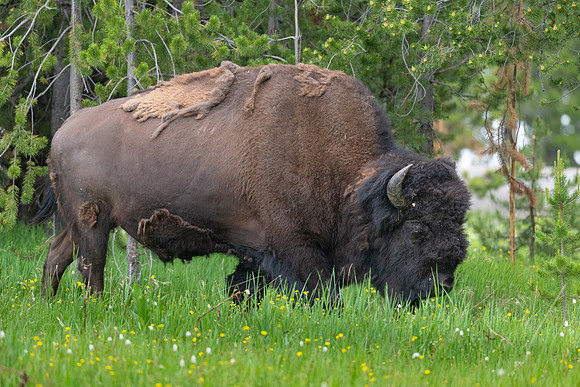 Bison Grazing Field. Yellowstone National Park. June 2021.