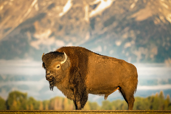 Poser II.  Bull Bison and Grand Tetons at Sunrise.  June 2021.