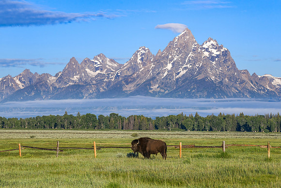 Grazing with a View.  Bison in Field. Grand Tetons. June 2021.