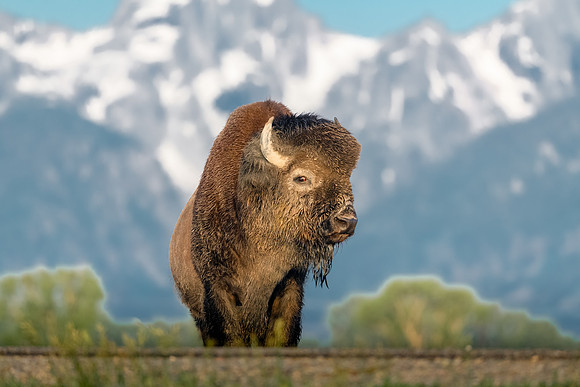 Strolling Through.  Bison in Grand Tetons Sunrise. June 2021.