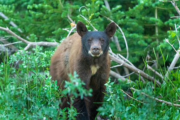 Cinnamon Black Bear Encounter.  Jackson, WY. June 2021.