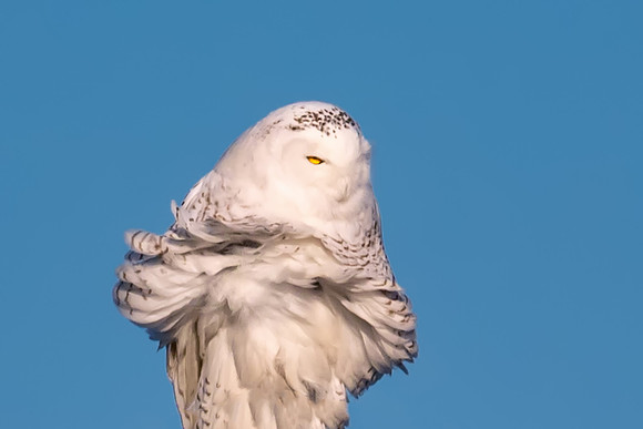 Wind Blown Marilyn Monroe, Snowy Owl, Rye Beach, NH, 2018