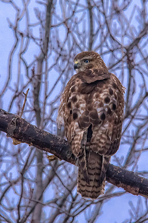 Before the Strike, Red Tail Hawk, Salisbury State Reservation, MA 2018