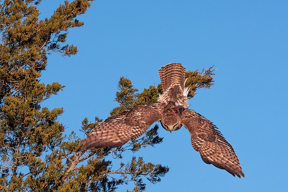 Dive Bombing for Food, Red Tail Hawk, Salisbury State Reservation, MA 2018