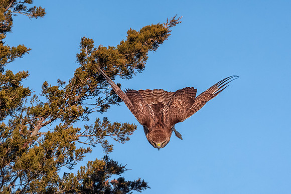Stealth Attach, Red Tail Hawk, Salisbury State Reservation, MA 2018