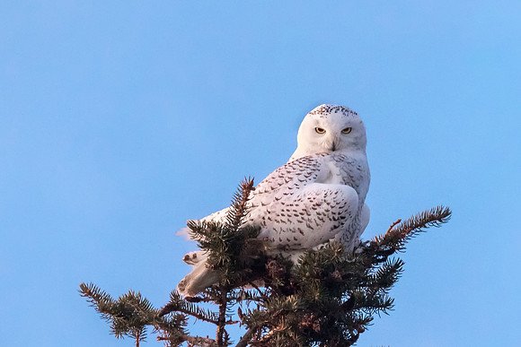 Perched.  Snowy Owl, Rye, NH 2018