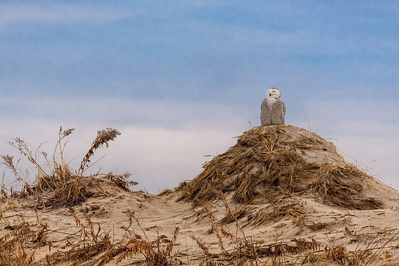 King/Queen of the Hill.  Snowy Owl on Dune, Hampton, NH 2018