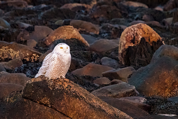 On the Rocks at Sunset, Snowy Owl  Rye Harbor State Park, NH 2018
