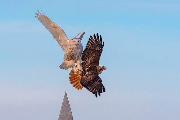 Close Encounter.  Snowy Owl Buzzed by Red Tailed Hawk, Rye Harbor State Park, NH 2018