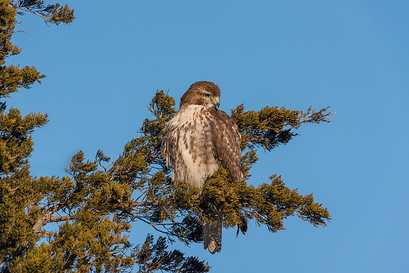 Immature Red Tailed Hawk, Salisbury State Reservation, 2018