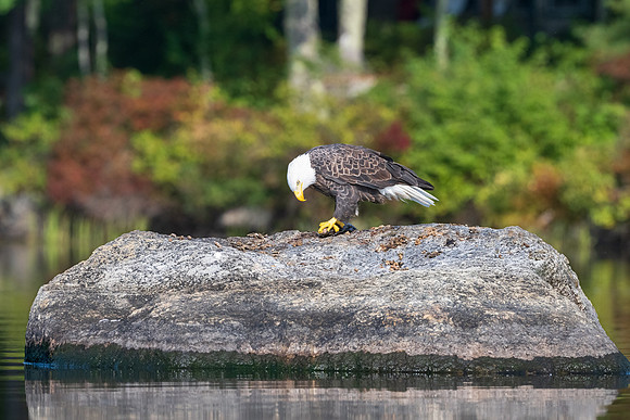 Bald Eagle Table for One. Central New Hampshire.