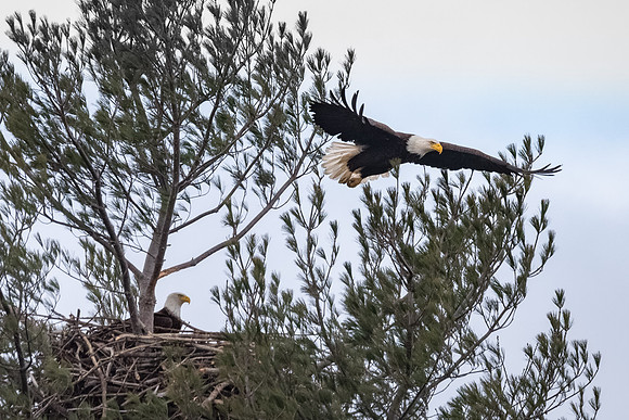 Mating Pair Bald Eagles,York Harbor,Maine, 2018