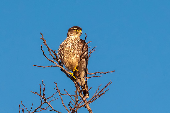 Merlin, Salisbury State Reservation, MA,2018
