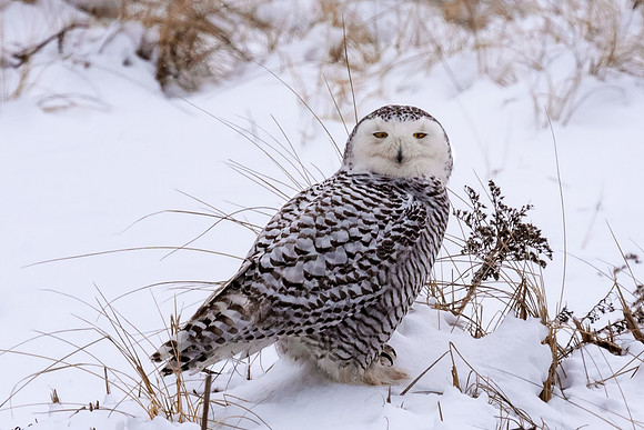 Female Snowy Owl, Salisbury State Reservation, MA 2018