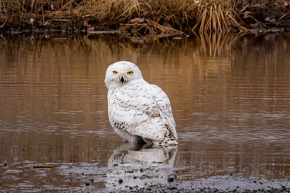 Snowy Owl Bath. Salisbury State Reservation, MA 2018