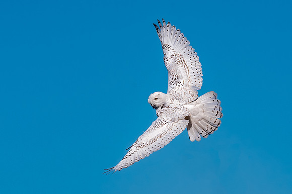 El Diabla in Flight. Snowy Owl, Salisbury State Reservation. 2018