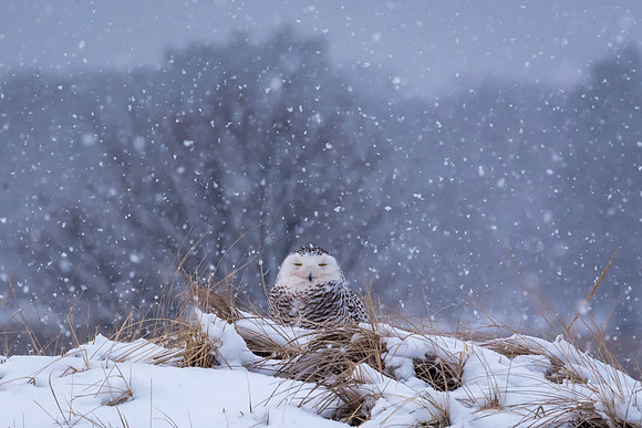 Happy Holidays.  Snowy Owl, Salisbury State Reservation. 2018