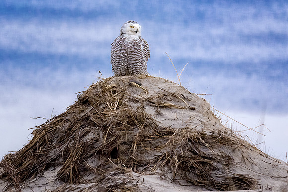 King of the Hill, Snowy Owl, Hampton Beach State Park, 2017