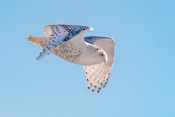 Fly with Me.  Snowy Owl, Seabrook, NH 2017