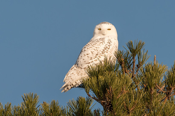 Snowy Owl, Salisbury State Park, 2018