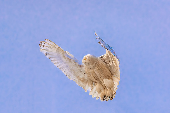 El Diabla Hovering Snowy Owl, Salisbury State Reservation. 2017