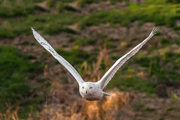 Right at Me. El Diabla. Snowy Owl, Salisbury State Reservation. 2017