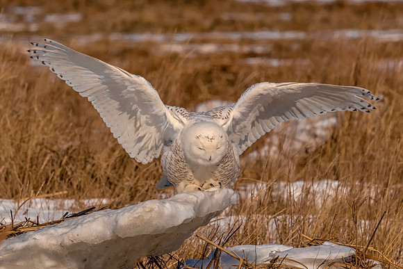 El Diabla Sticking the Landing. Snowy Owl, Salisbury State Reservation. 2017
