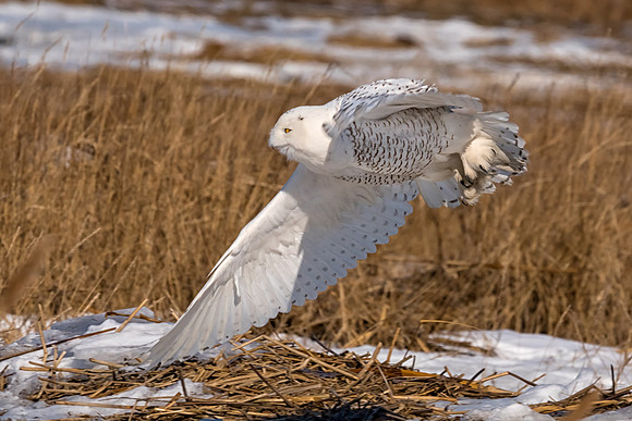 Banking a Turn, El Diabla Snowy Owl, Salisbury State Reservation. 2018