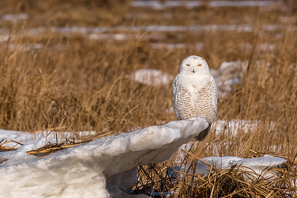 Iced. El Diabla. Snowy Owl, Salisbury State Reservation. 2017