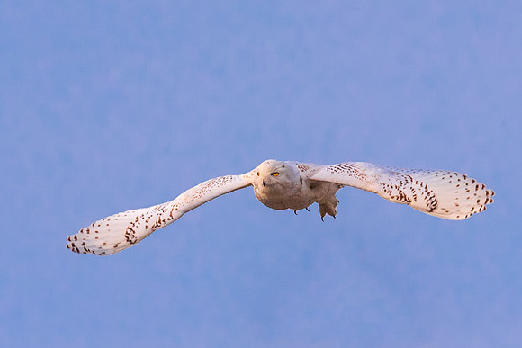 Snowy Owl El Diabla, Soaring, Salisbury, Massachusetts