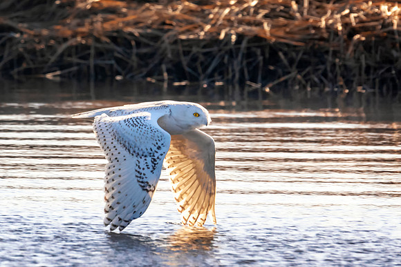 Snowy Owl El Diabla, Flying Along the River Massachusetts