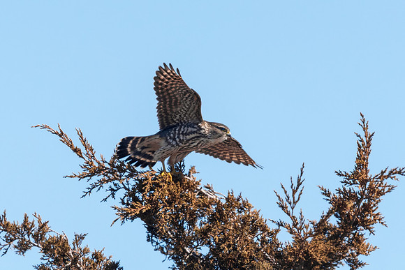 Merlin Taking Off, Salisbury, Massachusetts 2018
