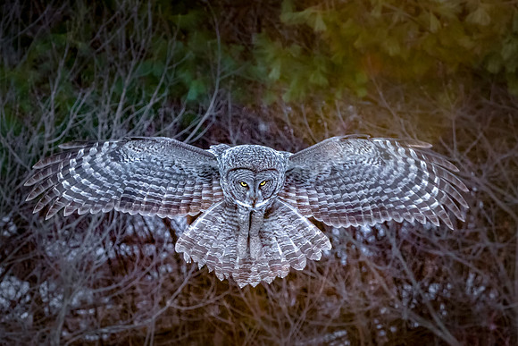 Great Gray Owl Hovering, Newport, NH 2017