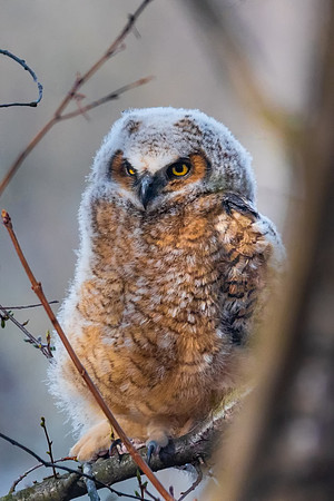 A Great Horned Owl Comes of Age, Massachusetts