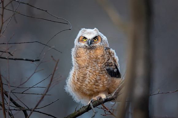Chicklet Face to Face, Massachusetts