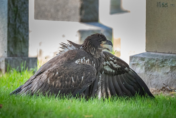 Mantling a Rabbit.  Fledgling Bald Eaglet C25. Arlington, MA.