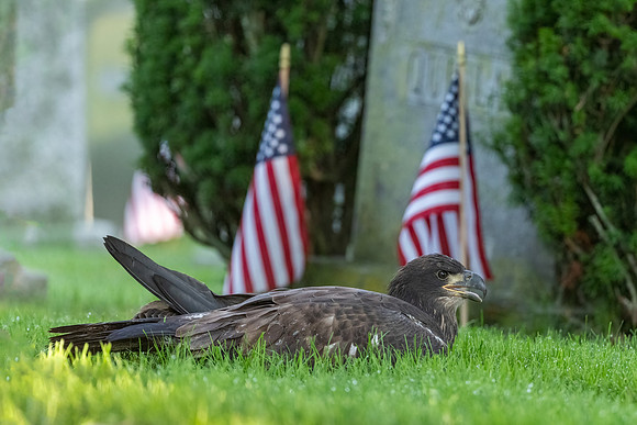 Rest in Peace.  Fledgling Bald Eaglet C25. Arlington, MA.