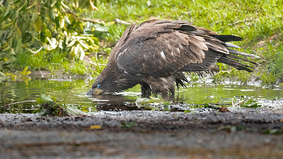 Getting a Drink. Bald Eaglet C25. Arlington, MA.