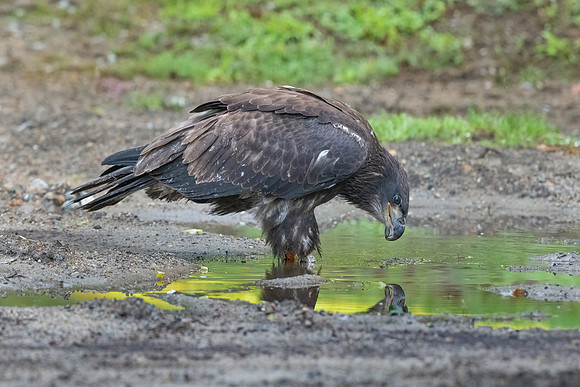 Mirror, Mirror.  Fledgling Bald Eaglet C24. Arlington, MA.