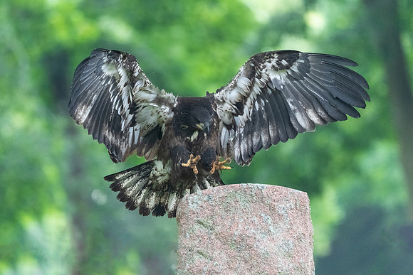 Landing Practice. Fledgling Bald Eaglet C25. Arlington, MA.