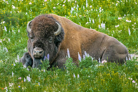 Bison Resting in Lupines.  Yellowstone National Park. June 2021.