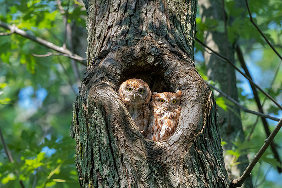 Mating Pair Red Morph Screech Owls. August 2021.