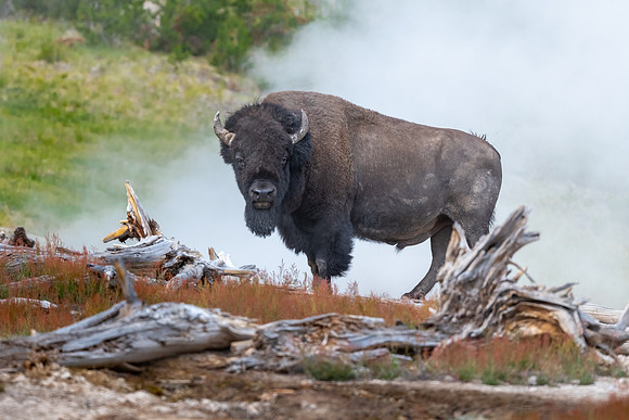 Steam Bath. American Bison.  Yellowstone National Park. June 2021.