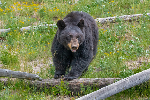 Black Bear Walking Hill. Yellowstone National Park. June 2021.