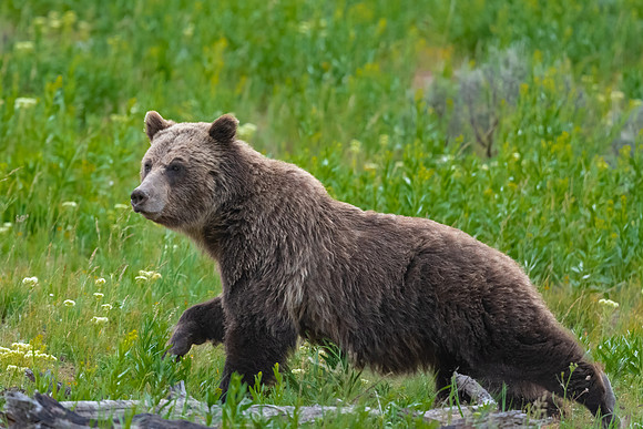 Grizzly Bear Walking through Field. Yellowstone National Park. June 2021.