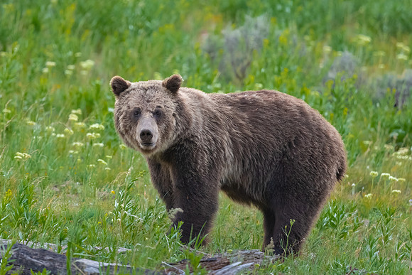 Grizzly Bear, Looking Yellowstone National Park. June 2021.