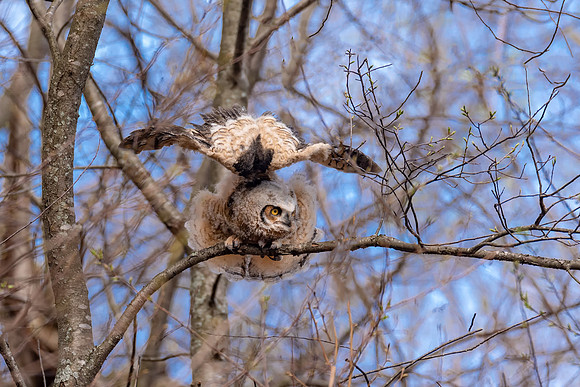 Wing Stretch, Great Horned Owlet 2018, Cambridge, MA