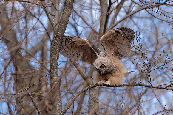 Sticking the Landing, Great Horned Owlet 2018, Cambridge, MA
