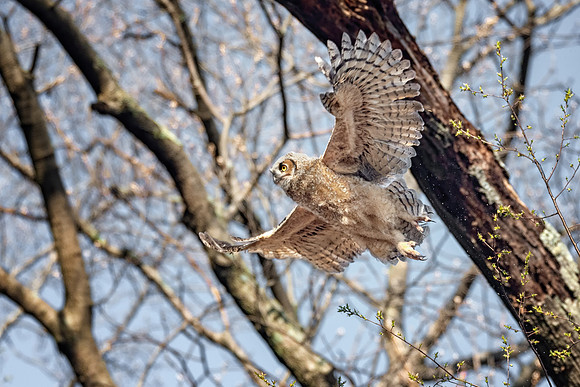 In Flight, Great Horned Owlet 2018, Cambridge, MA